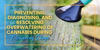Preventing, Diagnosing, and Resolving Overwatering of Cannabis During Flowering Stage