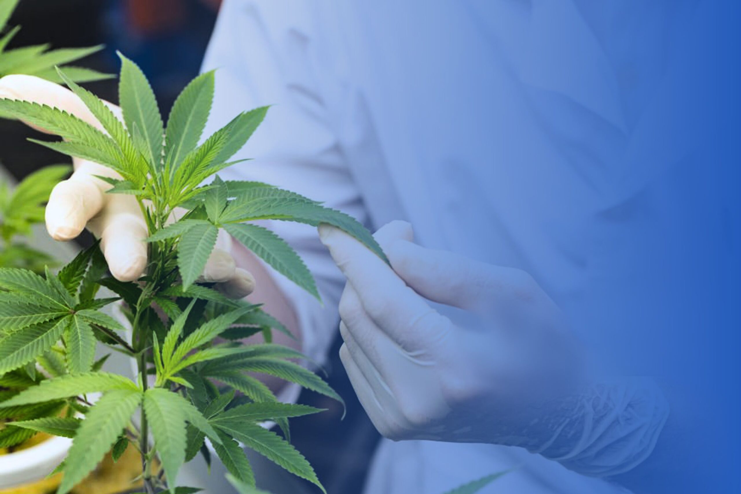 The Importance of Good Insects for Cannabis Plants