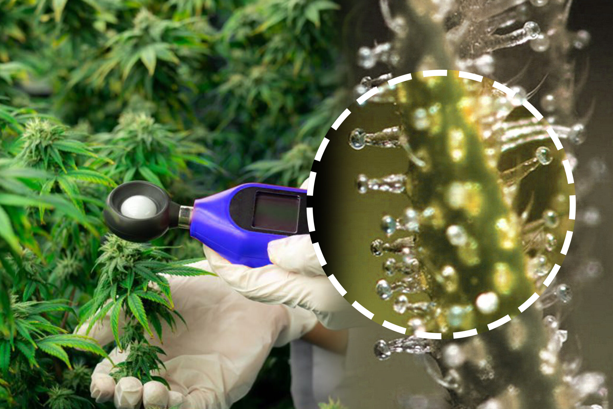 Trichome Development and Cannabinoid Content