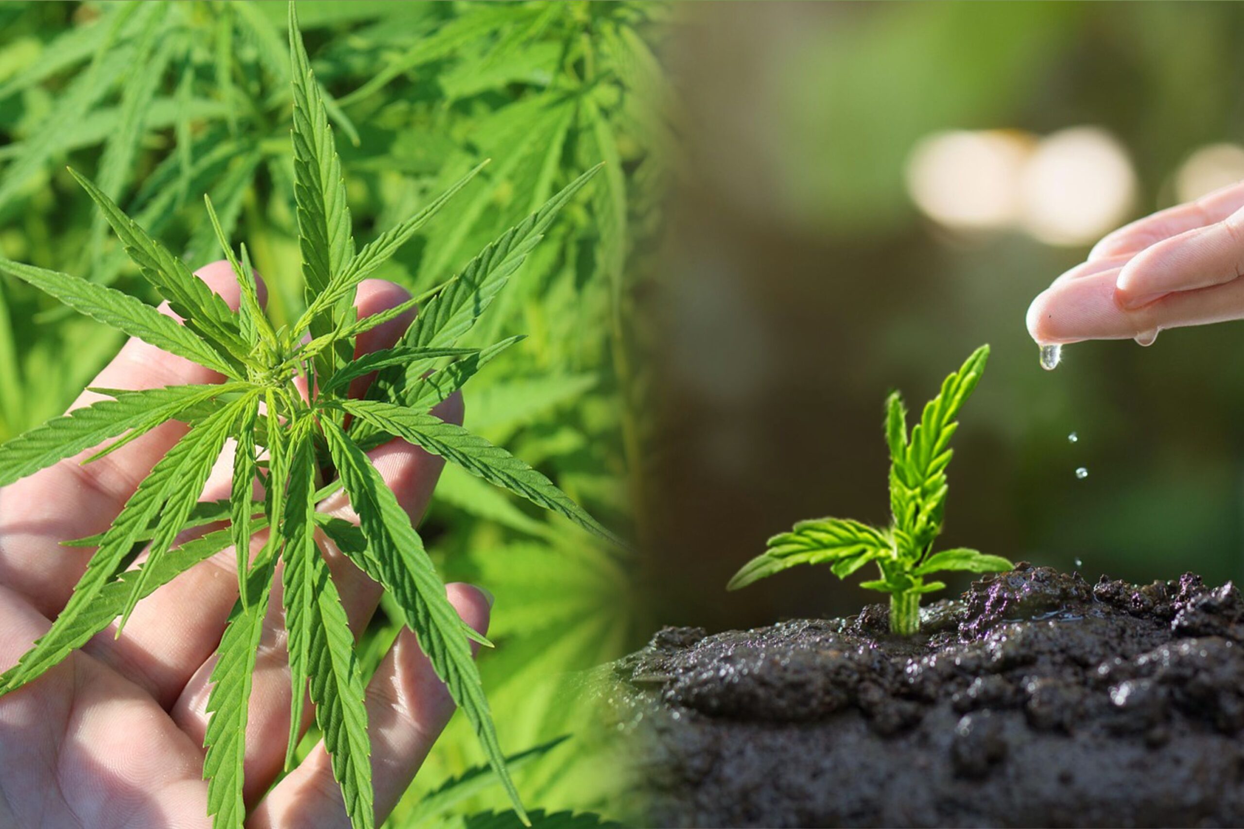 Understanding Overwatering in Cannabis Plants