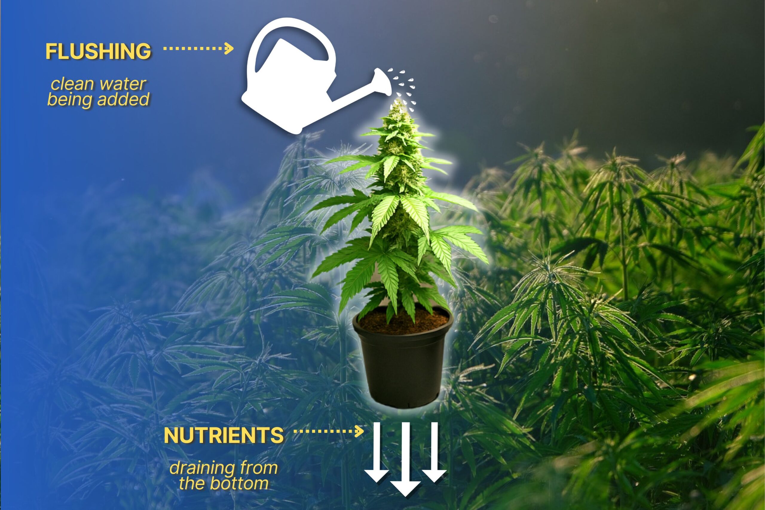 What Is Flushing and Why Is It Important_