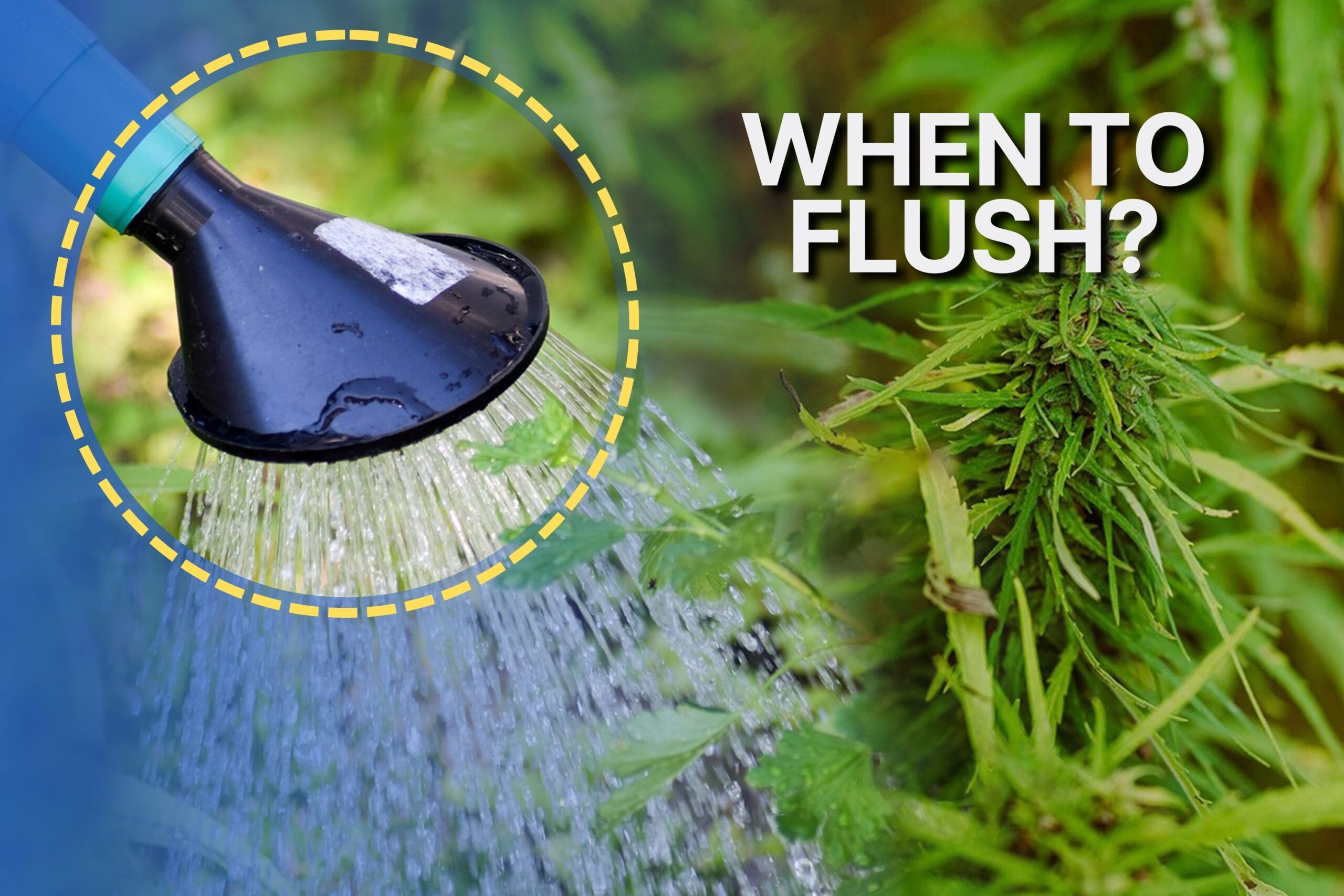 When to Flush Cannabis Plants_ Timing Is Everything