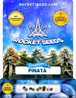 Pinata Feminized Seeds