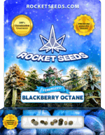 Blackberry Octane Feminized Seeds