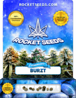 Burzt Feminized Seeds