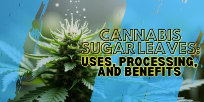 Cannabis Sugar Leaves: Uses, Processing, and Benefits