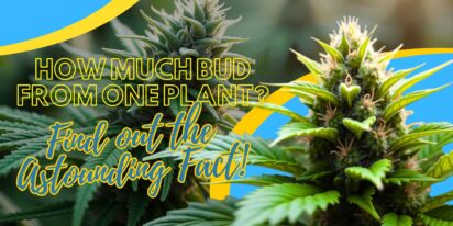 How much bud from one plant? Find out the Astounding Fact!