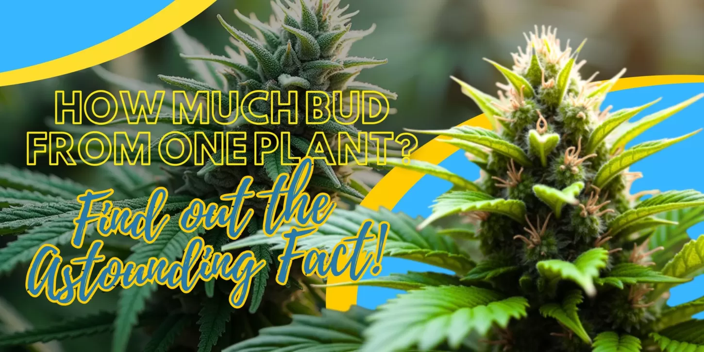 How much bud from one plant? Find out the Astounding Fact!