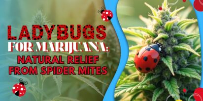 Ladybugs for Marijuana: Natural Relief from Spider Mites