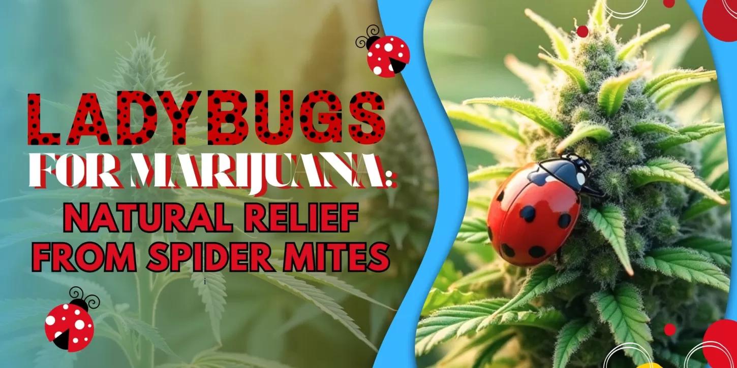 Ladybugs for Marijuana: Natural Relief from Spider Mites