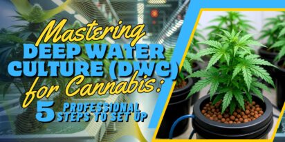 Mastering Deep Water Culture (DWC) for Cannabis: 5 Professional Steps to Set Up