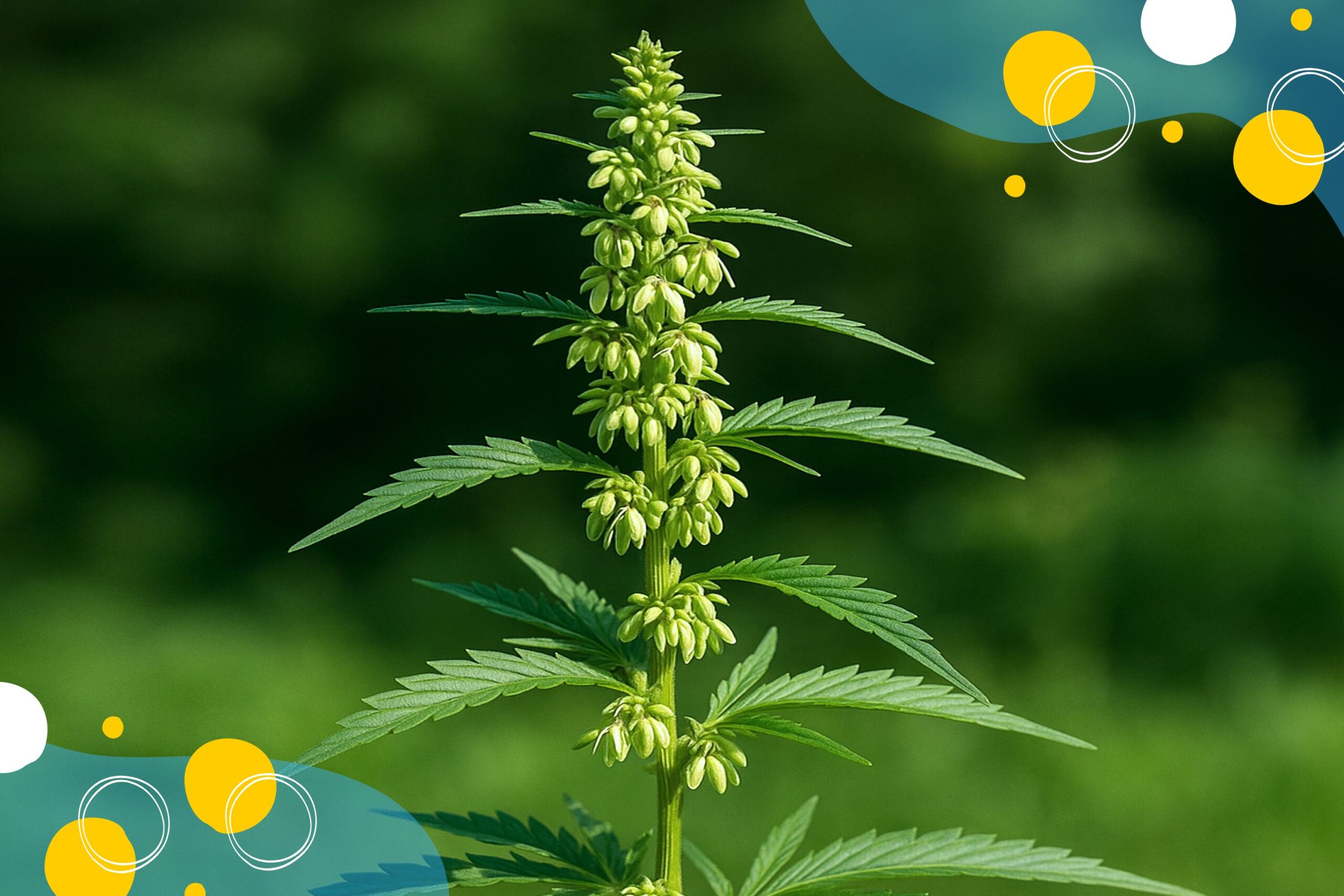 The Lifecycle of Male Cannabis Plants