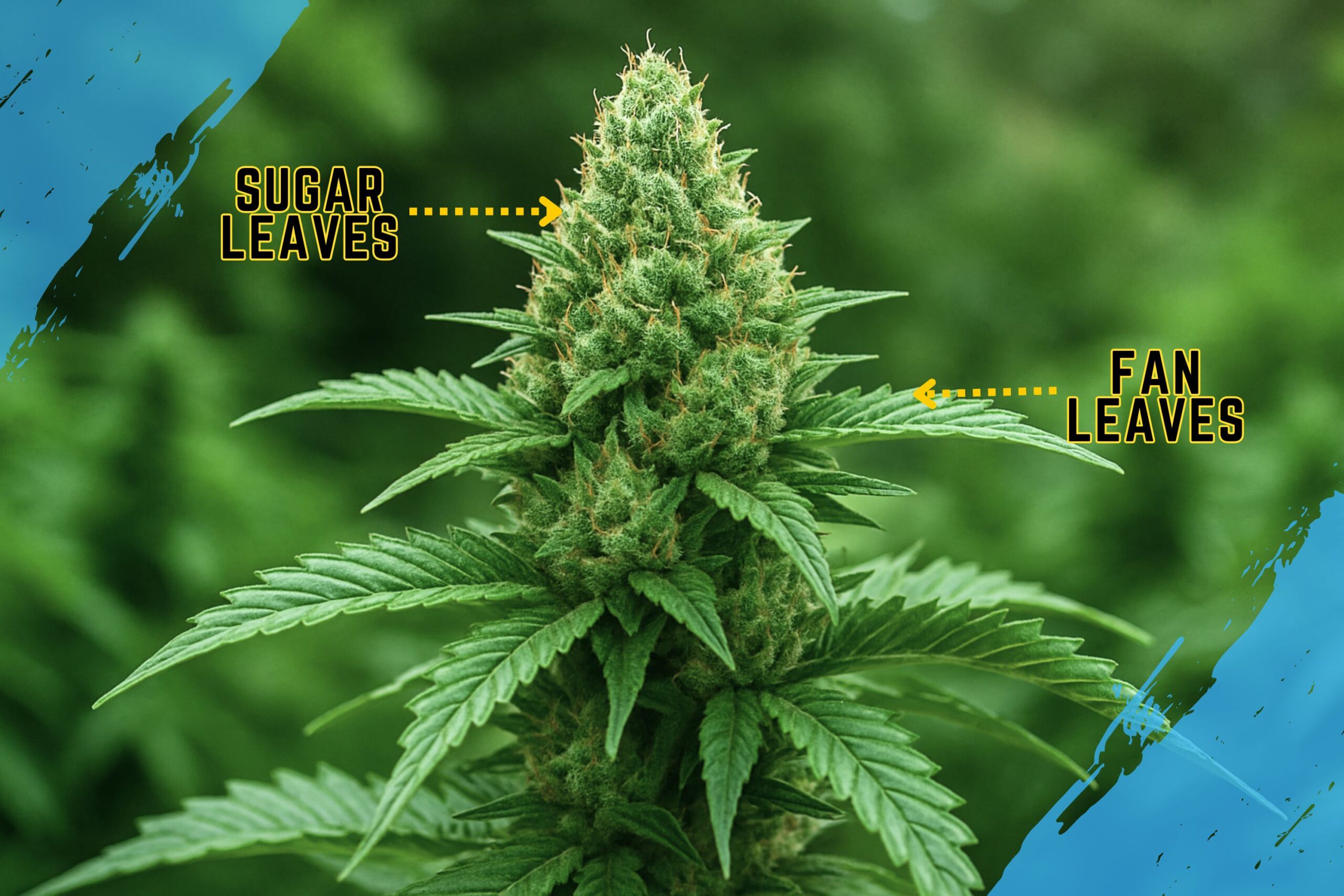 What are Cannabis Sugar Leaves