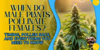 Cannabis cultivation is both a science and an art, and knowledge of the plant’s reproductive system is crucial for any grower. A question many growers ask is when will male plants pollenate females. The answer can make or break your harvest when you're trying to grow high-quality seedless flowers, or sinsemilla. Pollen from male cannabis plants fertilizes female plants to make them produce seeds. While seeds have a purpose within breeding and plant production, most people who are growing for consumption want to eliminate this all together. Let's delve into cannabis pollination and understand its process- and the all-important timing.