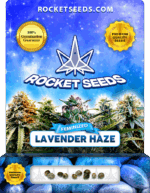 Lavender Haze ​F​​eminized Seeds
