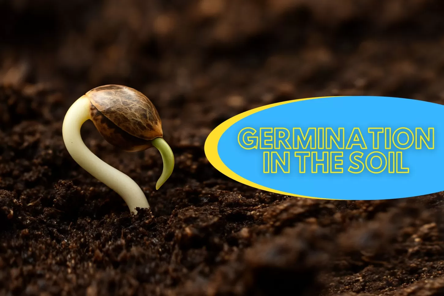 Germination in the Soil