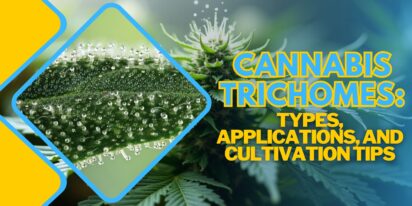 Cannabis Trichomes: Types, Applications, and Cultivation Tips