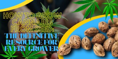 How to Grow Cannabis From Seed: The Definitive Resource for Every Grower