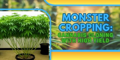Monster Cropping: Cannabis Cloning with High Yield