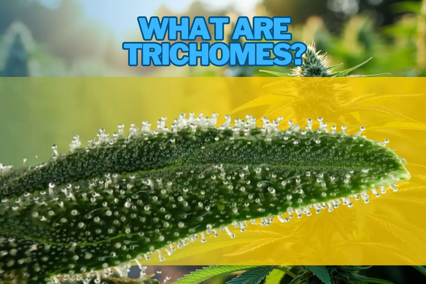 What Are Trichomes? The Biological Importance of Cannabis Plants