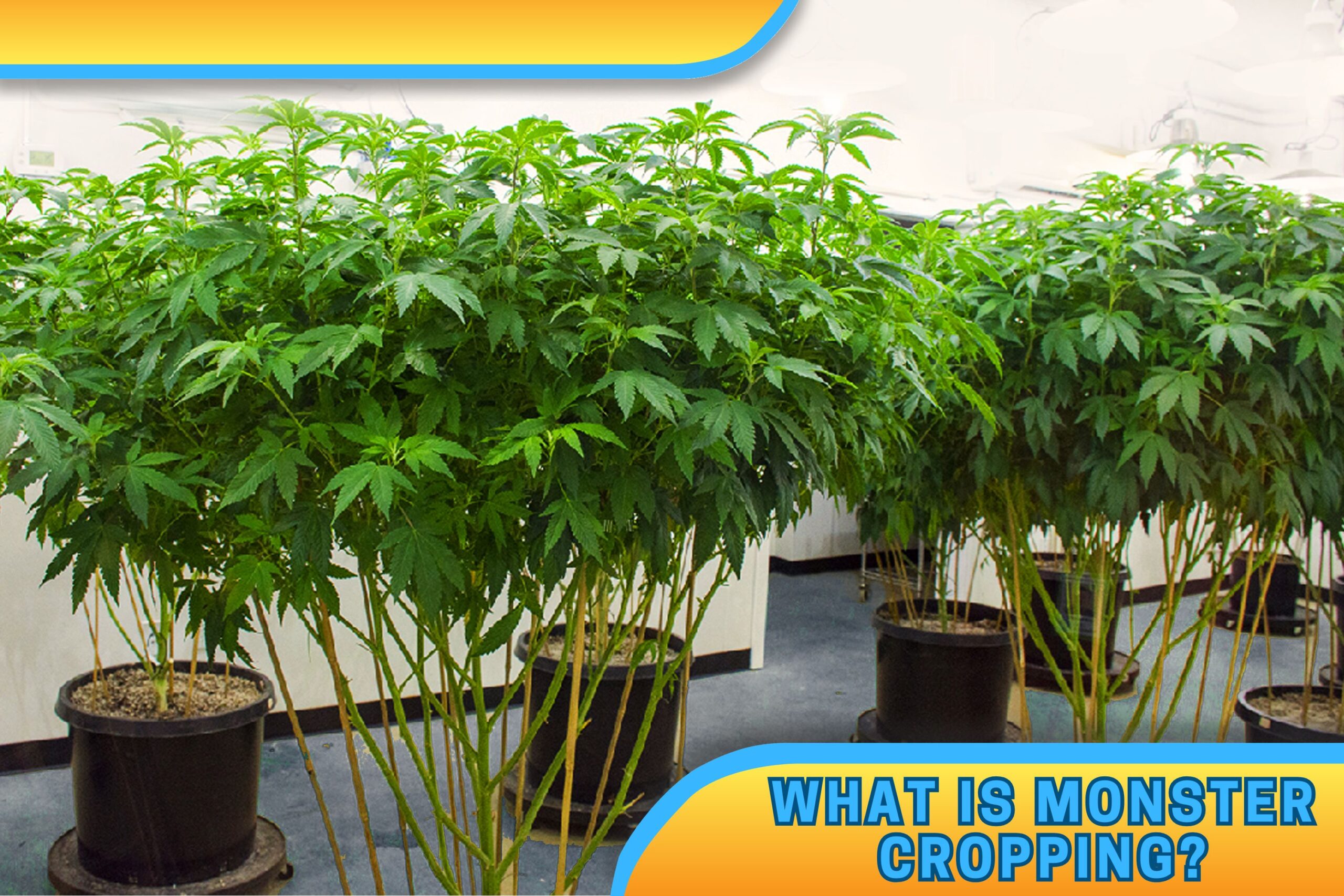What is Monster Cropping