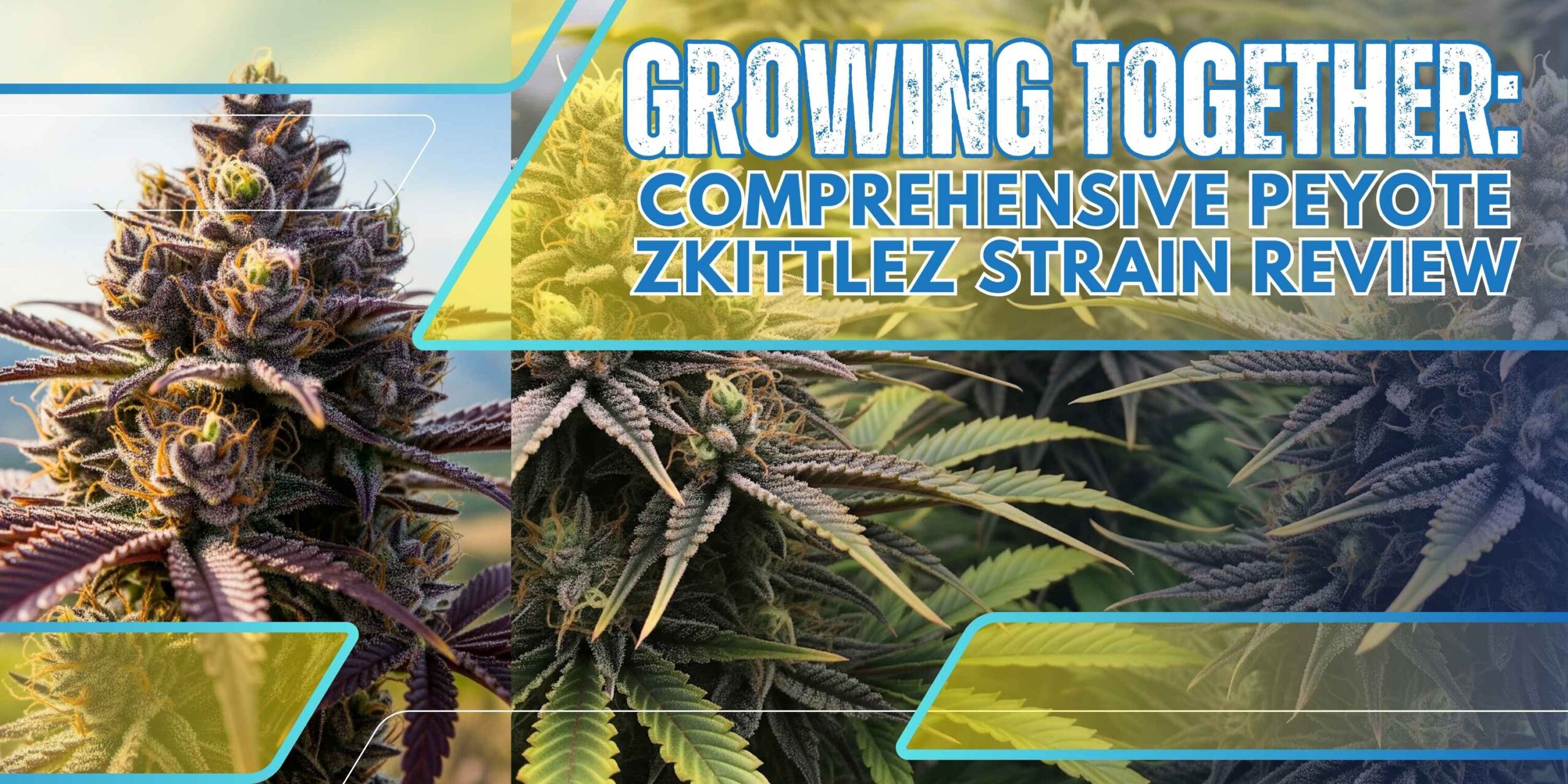 Growing Together: Comprehensive Peyote Zkittlez Strain Review