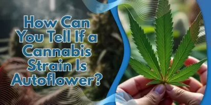 How Can You Tell If a Cannabis Strain Is Autoflower