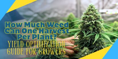 How Much Weed Can One Harvest Per Plant_ Yield Optimization Guide for Growers
