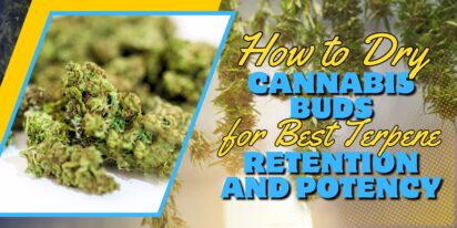 How to Dry Cannabis Buds for Best Terpene Retention and Potency