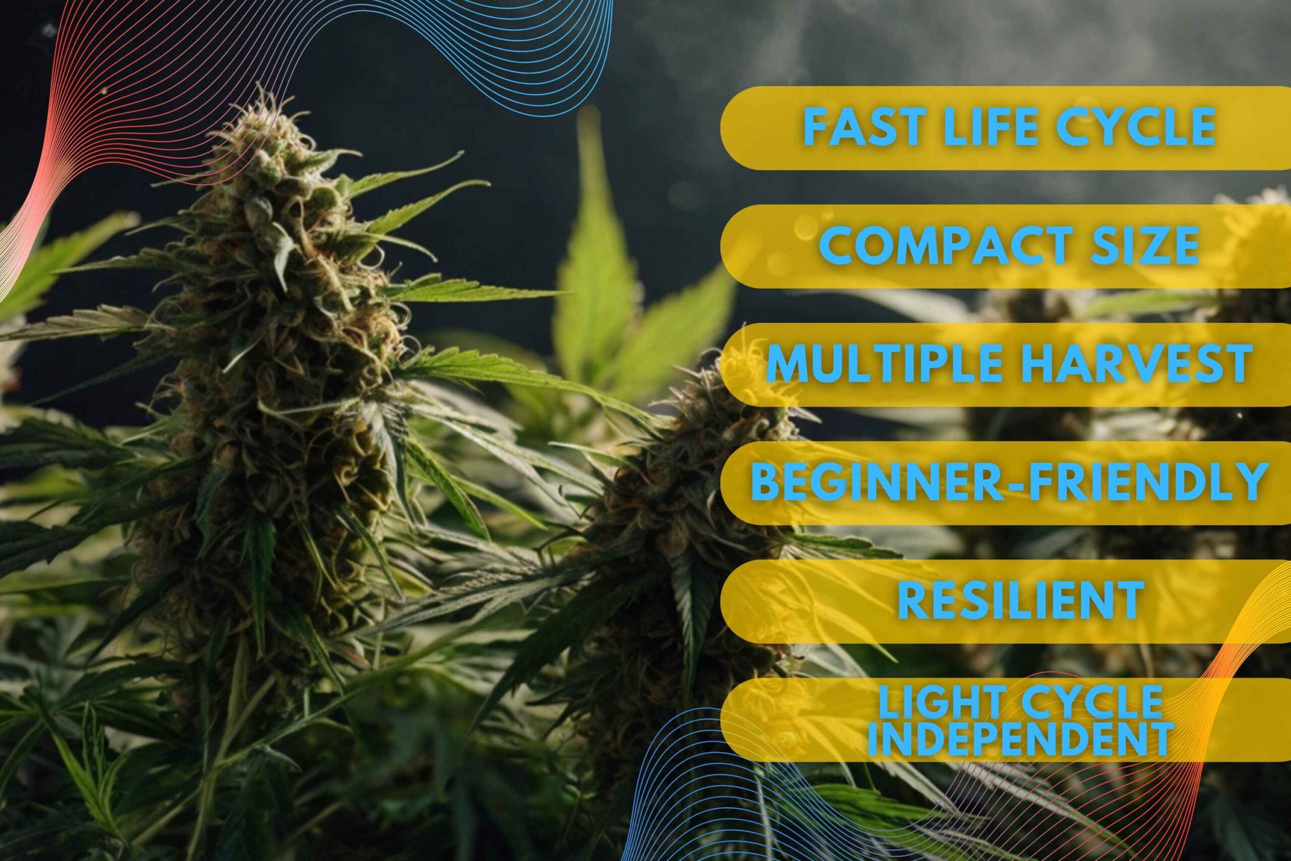 Important Features of Autoflowering Strains