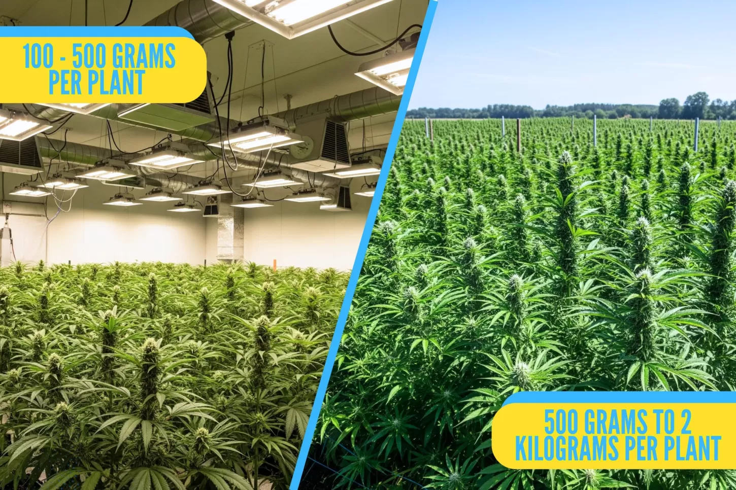 Indoor vs Outdoor Potential Yields of Cannabis