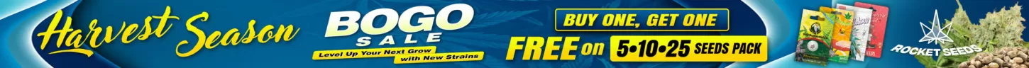 RocketSeeds SingleP Desktop Banner