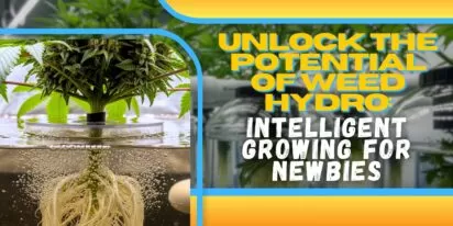 Unlock the Potential of Weed Hydro: Intelligent Growing for Newbies
