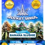 Banana Slushie Strain