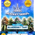 Blueberry Tart Strain