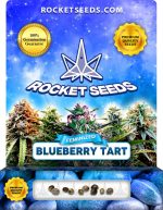 Blueberry Tart Strain