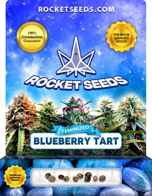 Blueberry Tart Strain Blueberry Tart Strain