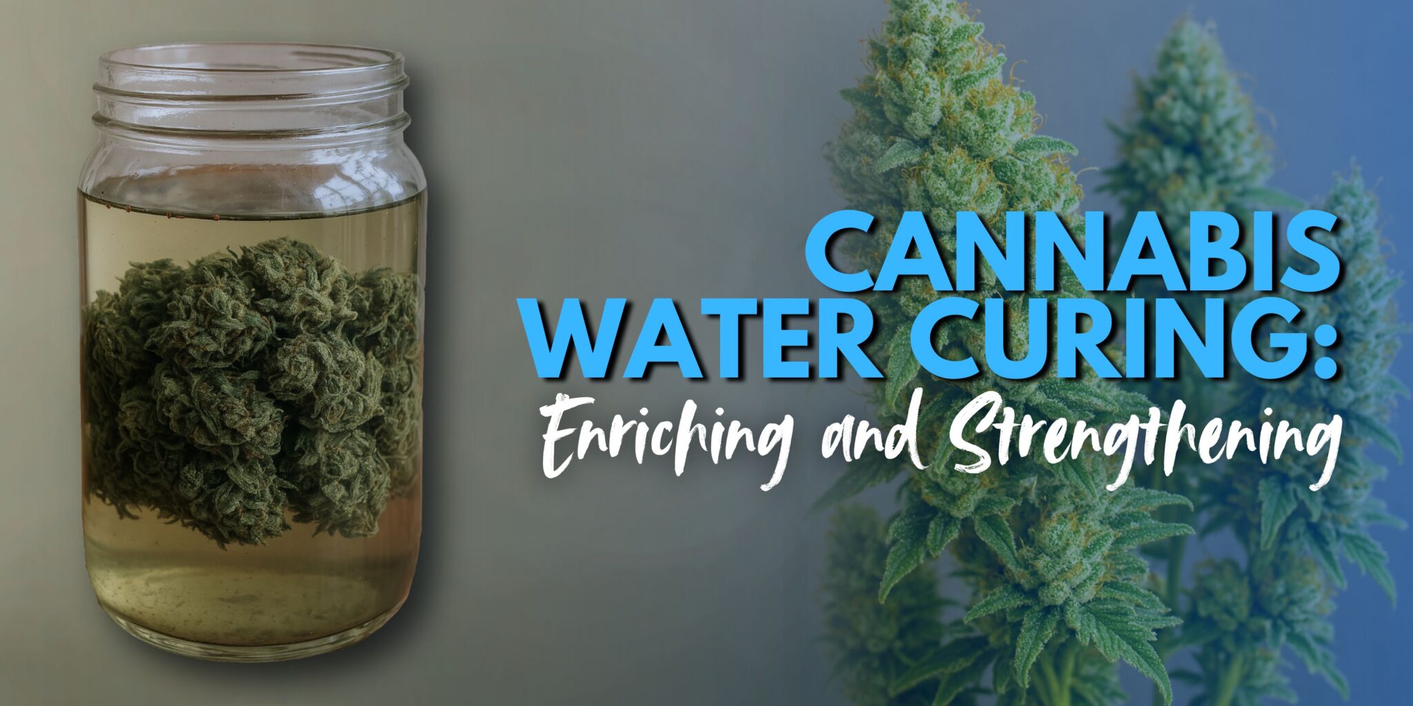 Cannabis Water Curing