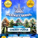 Cherry Fudge Strain