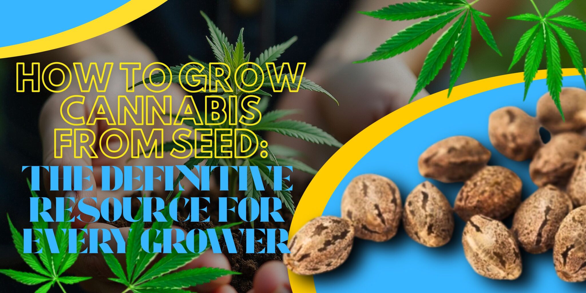 How to Grow Cannabis From Seed