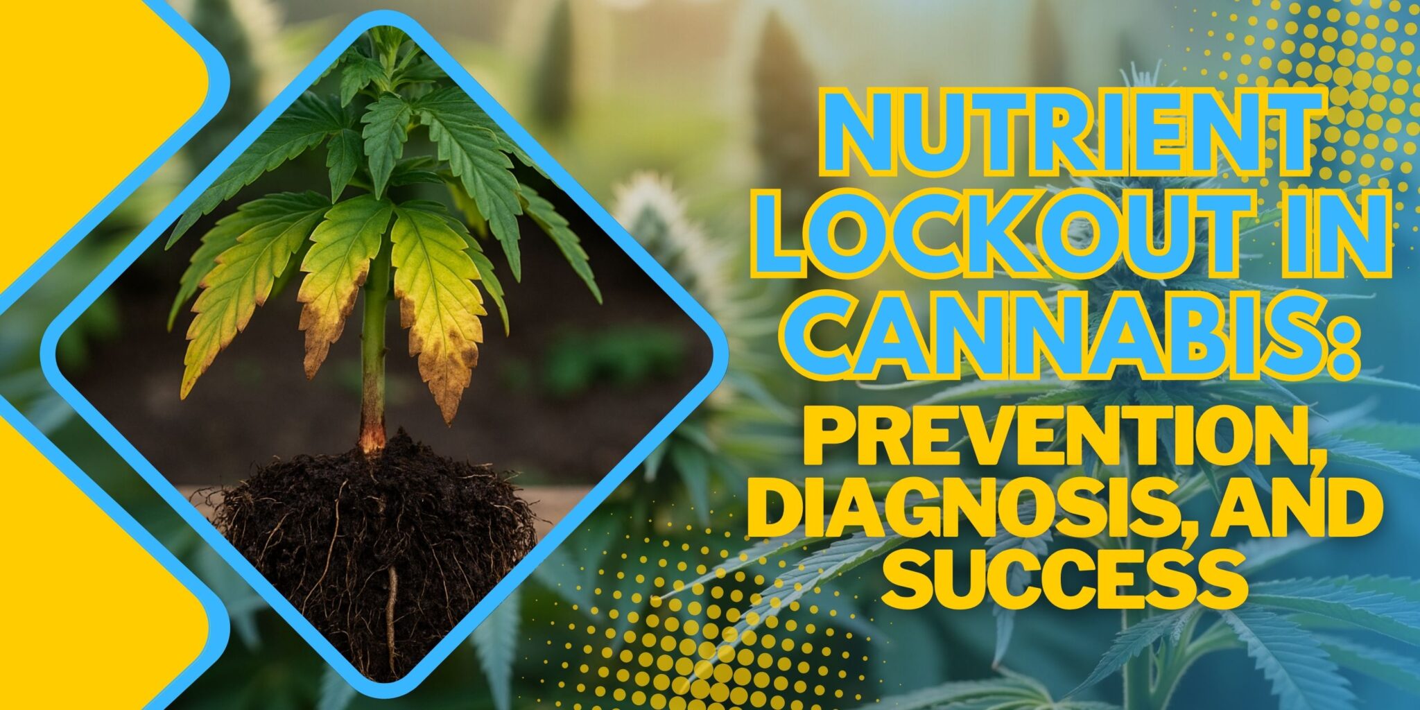 Nutrient Lockout in Cannabis