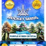 Purple Kyber Crystal Strain